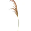 Flash Sale 45 Inch Dried Beige Pampas Stem - cozylivehome.com | we sell a wide range of comfortable household items Giftware