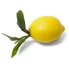 Cheap 4.5 Inch Lemon w/Foliage - cozylivehome.com | we sell a wide range of comfortable household items Giftware