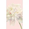 GUEST TOWEL DUCHESS PEONIES BLUSH - cozylivehome.com | we sell a wide range of comfortable household items^ Shop All