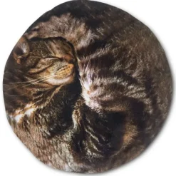 Lap Cat Hot Water Bottle - cozylivehome.com | we sell a wide range of comfortable household items^ Shop All
